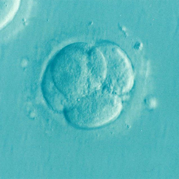 embryo
